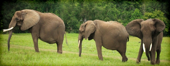 elephantscarousel
